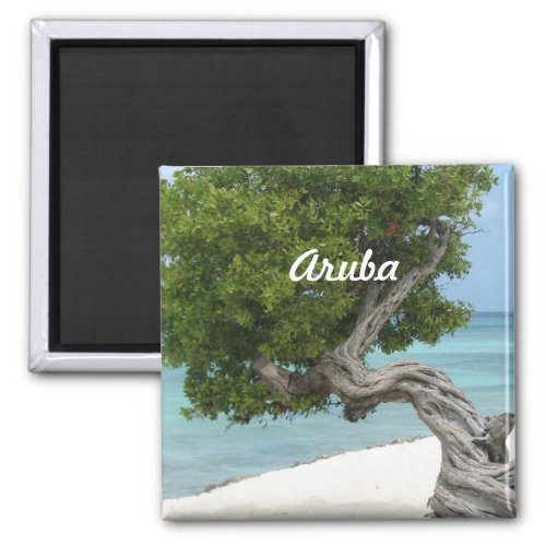 Divi Divi Tree in Aruba Magnet