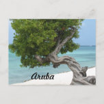 Divi Divi Tree in Aruba Postcard