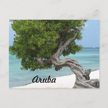 Divi Divi Tree In Aruba Postcard by GoingPlaces at Zazzle
