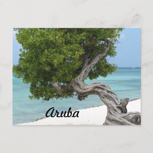 Divi Divi Tree in Aruba Postcard