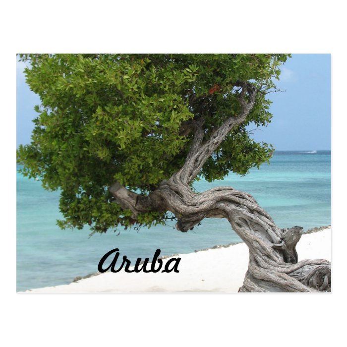 Divi Divi Tree in Aruba Postcards