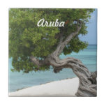 Divi Divi Tree in Aruba Tile