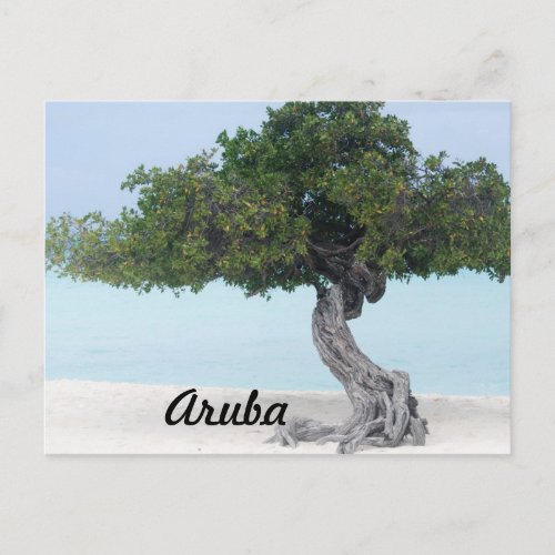 Divi Divi Tree Postcard