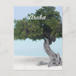 Divi Divi Tree Postcard