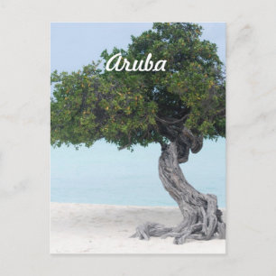 Divi Divi Tree Postcard