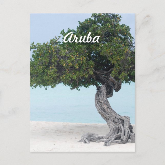 Divi Divi Tree Postcard (Front)