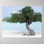 Divi Divi Tree Poster