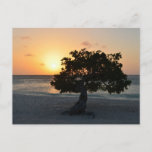 Divi Tree Sunset Postcard