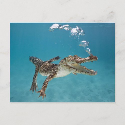 Diving crocodile postcard