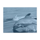 Diving Dolphin Postcard