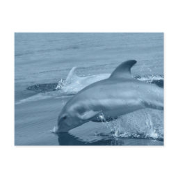 Diving Dolphin Postcard