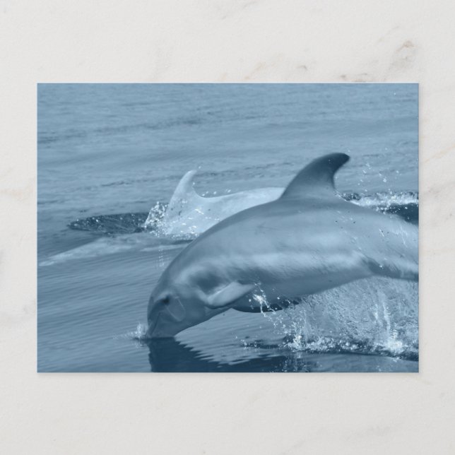 Diving Dolphin Postcard (Front)