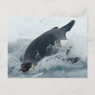 Diving Emperor Penguin Postcard