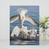 Diving Gulls (Standing Front)