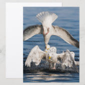 Diving Gulls (Front/Back)