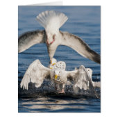 Diving Gulls (Front)