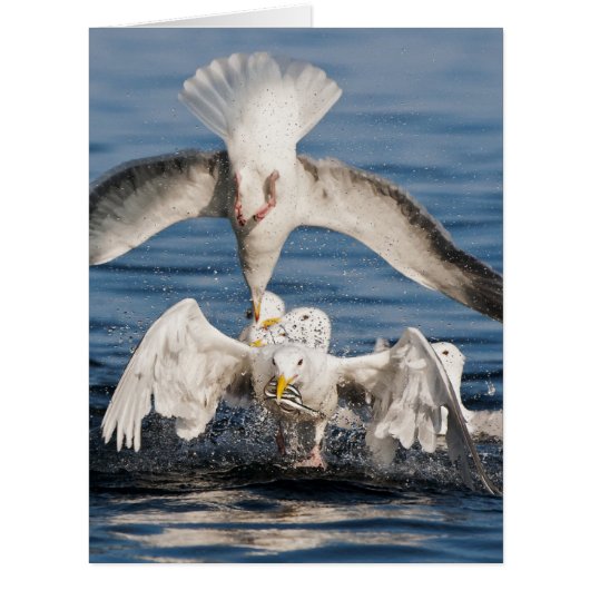 Diving Gulls Cards (Front)