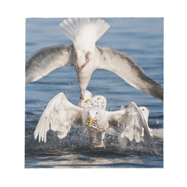 Diving Gulls Notepad (Front)