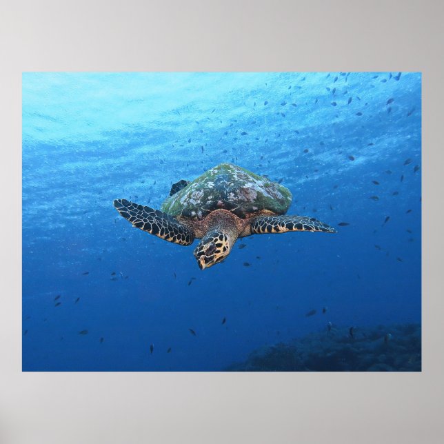 Diving Hawksbill Poster (Front)
