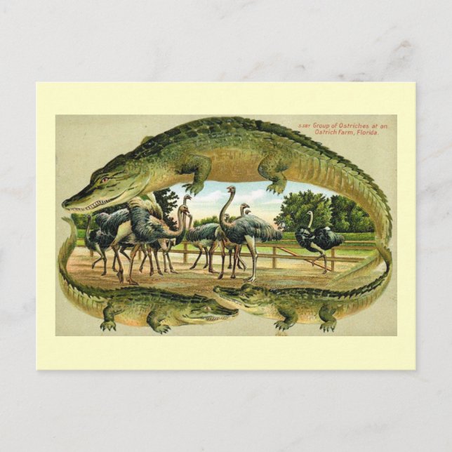 Dixieland Park, Jacksonville, Florida Vintage Postcard (Front)