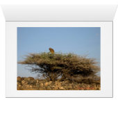 Djiboutian Woman (Inside Horizontal (Bottom))