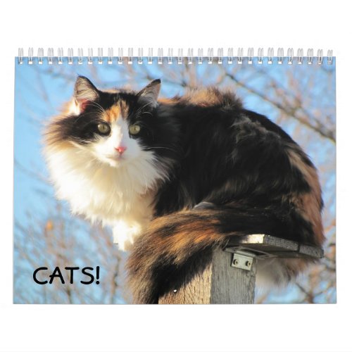 DJs Cats Calendar