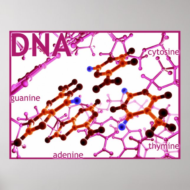 DNA Bases small Poster (Front)