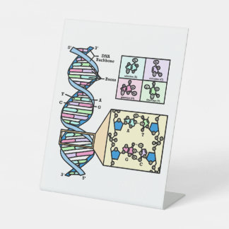 DNA Diagram Pedestal Sign