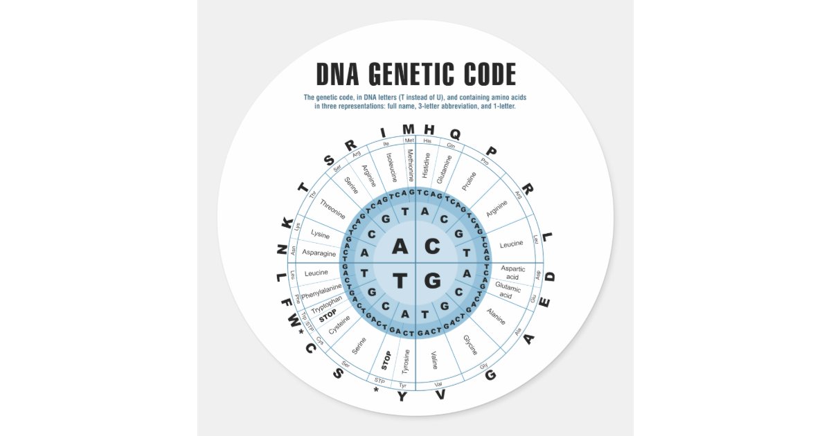 DNA Genetic Code Chart Classic Round Sticker | Zazzle