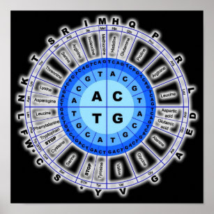 DNA Genetic Code Circle Gene Codon Amino Acid On B Poster