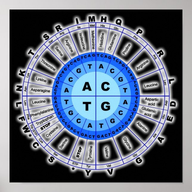 DNA Genetic Code Circle Gene Codon Amino Acid On B Poster (Front)
