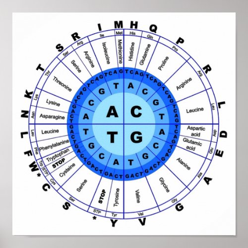 DNA Genetic Code Circle Gene Codon Amino Acid Poster