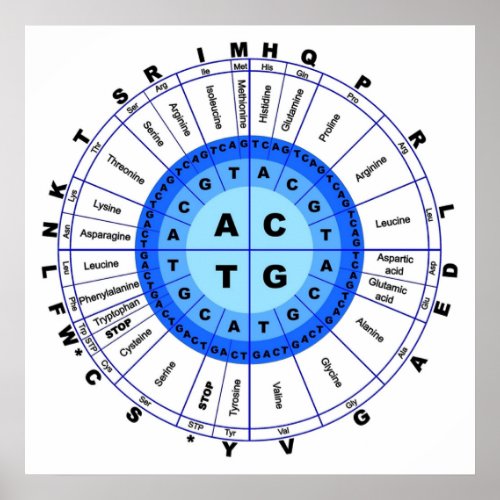 DNA Genetic Code Circle Gene Codon Amino Acid Poster