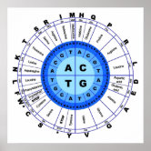 Genetic Code For Amino Acids (Chart Wheel) Poster | Zazzle