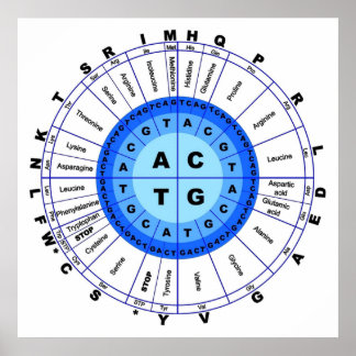 DNA Genetic Code Circle Gene Codon Amino Acid Poster