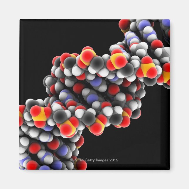 DNA molecule. Molecular model of DNA Magnet (Front)