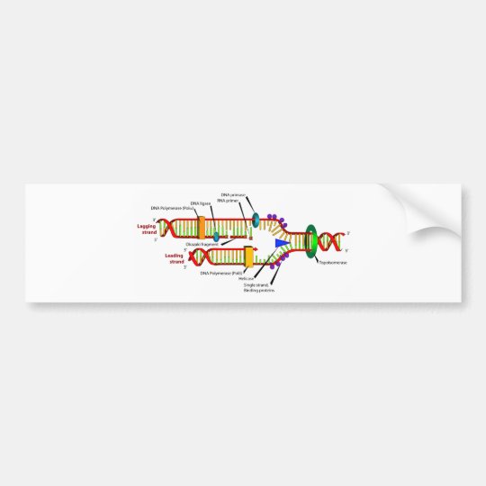 Dna replication model image