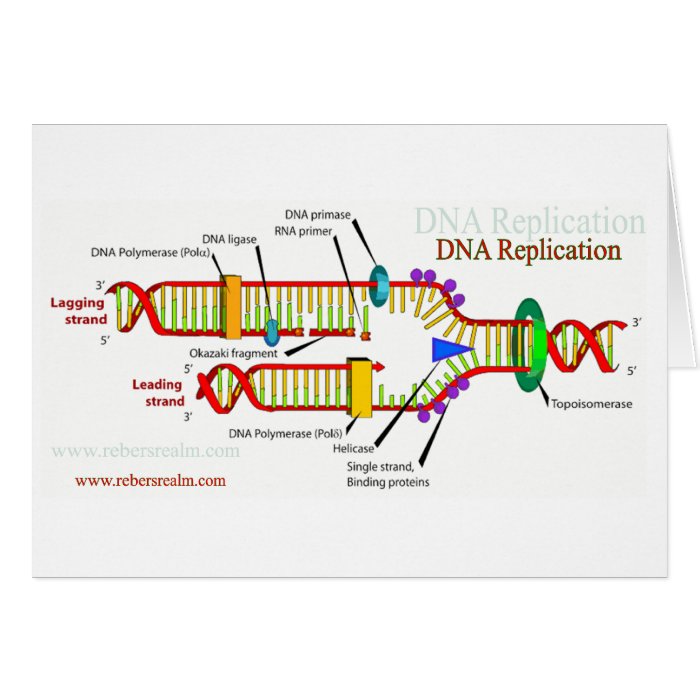 DNA Replication Greeting Cards