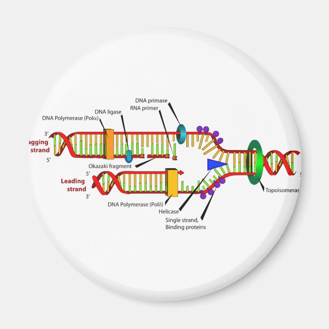 DNA replication Magnet (Front)