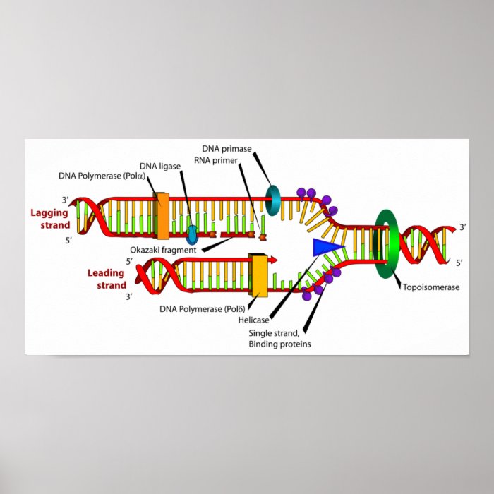 DNA Replication Poster