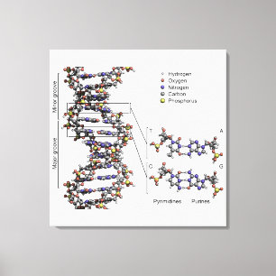 DNA Structure Deoxyribonucleic Acid Bases Diagram Canvas Print