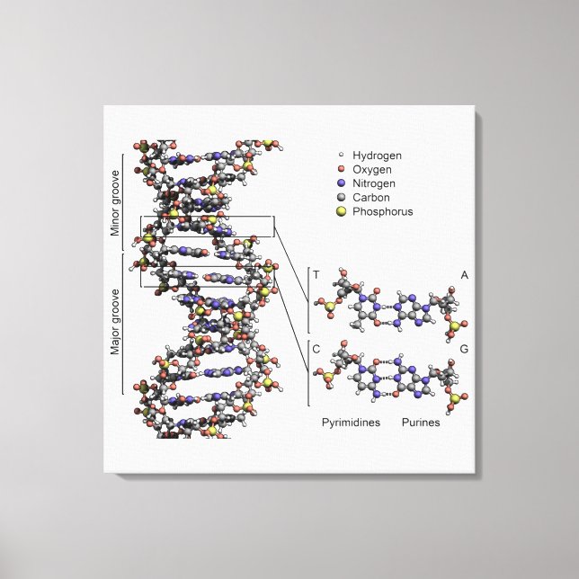 DNA Structure Deoxyribonucleic Acid Bases Diagram  Canvas Print (Front)