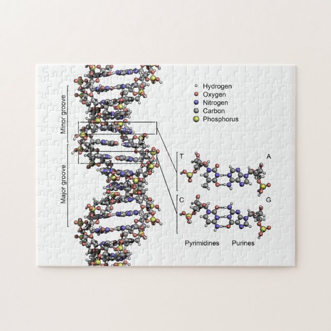 DNA Structure Deoxyribonucleic Acid Bases Diagram  Jigsaw Puzzle (Horizontal)