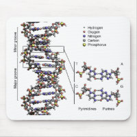 DNA Structure Deoxyribonucleic Acid Bases Diagram