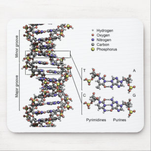 DNA Structure Deoxyribonucleic Acid Bases Diagram Mouse Pad