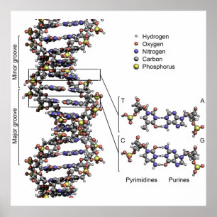 DNA Structure Deoxyribonucleic Acid Bases Poster