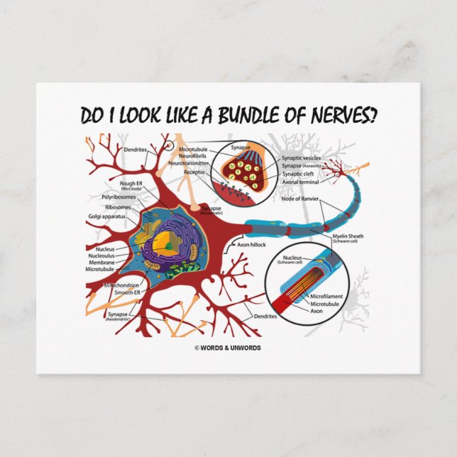 Do I Look Like A Bundle Of Nerves? Neuron Synapse Postcard (Front)