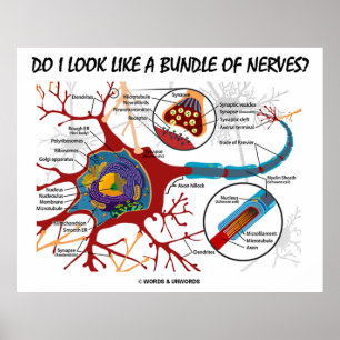 Do I Look Like A Bundle Of Nerves? Neuron Synapse Poster