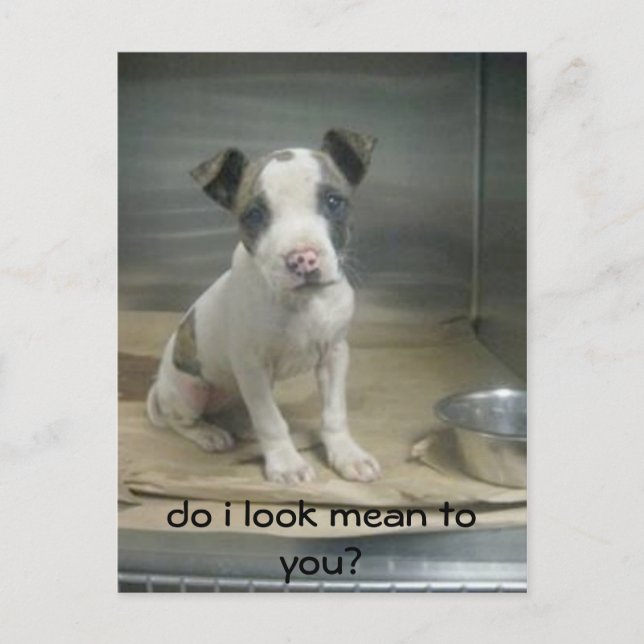 Do I look mean to you? Postcard (Front)