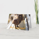 Do I Smell Cake? Chocolate Lab Greeting Card at Zazzle
